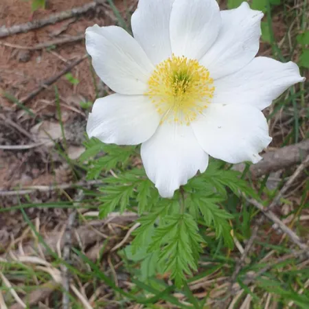 Casa Agnes 公寓 巴多尼奇亚